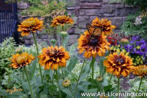 1013-Rudbekias and a Butterfly