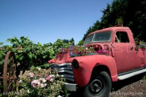 00006-Sanguna on the Pink Old Truck