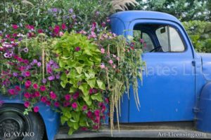 00182-Sanguna, Amaranthus on the Old Blue Pick-up Truck