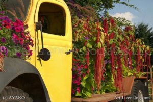 00216-Amaranthus and Sanguna on Yellow Truck