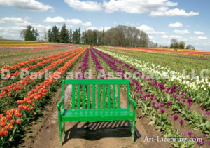 0044-Green Bench in the Tulip Field