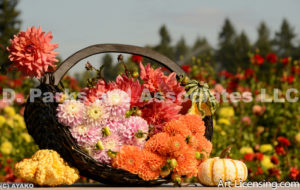 0095-Dahlia Bouquets with Pumpkins