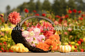 0100-Dahlia Bouquets with Pumpkins