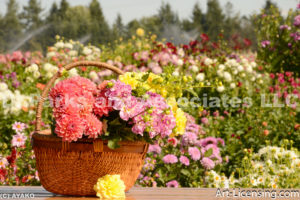 0112-Dahlia in the Basket