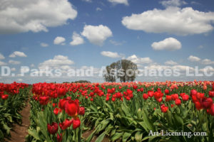 0156-Tulip Field