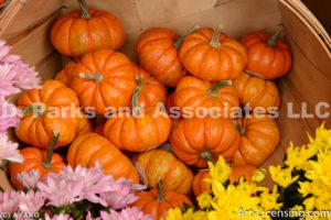 0257-Pumpkins Mums