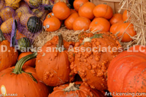 0286--Pumpkins