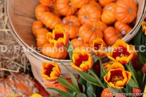 0445-Pumpkins and Tulips