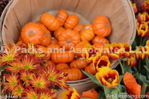 0455-Pumpkins Mums and Tulips