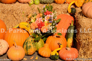 0539-Dahlia Bouquet and Pumpkins