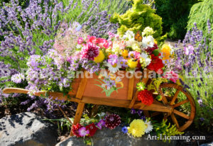 1464-Dahlia and Flower Bouquets in Wheelbarrw Lavender background in July