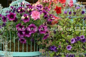 1593-Petunia in Bird Cage