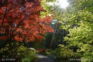 3300-Garden-Maple Tree