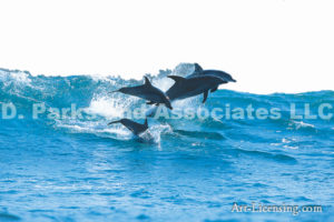 Dolphin Africa By Dan Merkel