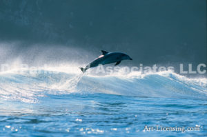 Single Dolphin in Africa