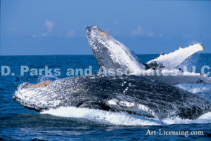 Whale Africa By Dan Merkel