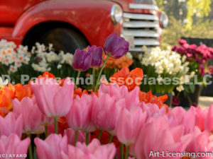 4674-Tulips and Old Red Truck