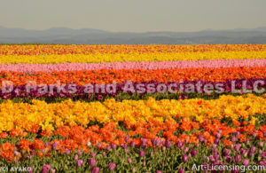 4764-Tulip field