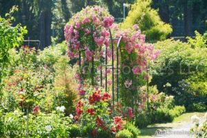 4819-Pink Rose Arch in Rose Garden