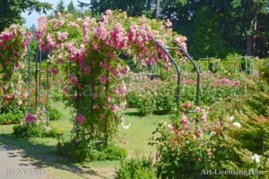 4878-Pink Rose Arch in Rose Garden