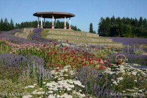 5134-Lavender,Rudbeckia and Gazebo Garden