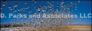 Birds in Flight