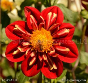 6551-Red Dahlia and Bee