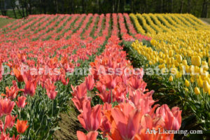 6689-Tulip Field