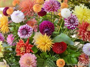 6768 Dahlias Bouquet