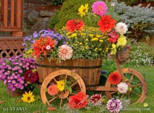 6834-Dahlia-Aster-Chrysanthemum-Butterfly-Wooden Wagon