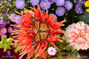 6850-Orange Dahlia and Butterfly