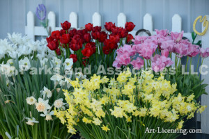 6852-Tulips and Daffodils in Spring