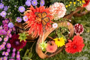 6854-Dahlia-Butterfly
