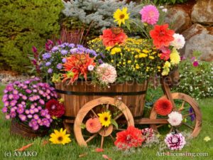 6862-Dahlia-Aster-Chrysanthemum-Butterfly-Wooden Wagon