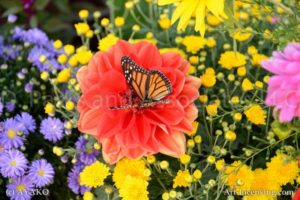 6869-Red Dahlia Butterfly
