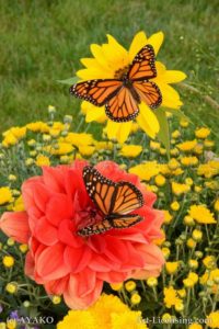 6891-Red Dahlia Butterflies
