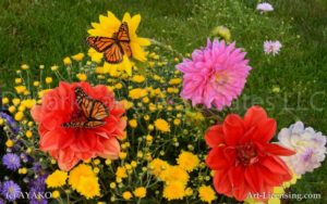 6897-Dahlia and Butterfly