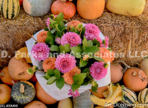 9604-Dahlias and Pumpkins