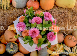 Dahlias and Pumpkins