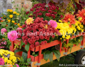 9711-Dahlias and Mums on the Wagon-w signature