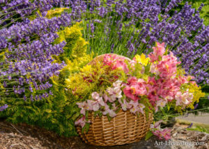 Flower Basket in Lavender Garden