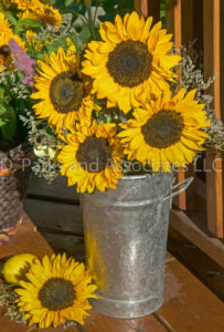 Sunflowers in the Can