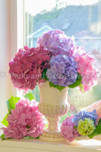 Hydrangea Bouquet by the window