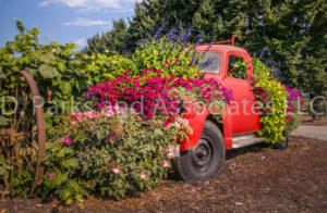 Red Vintage Truck with Sanguna Flowers