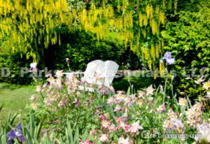 0158-Iris, Aquilegia, Labrnum, Golden chane, White Bench in Garden