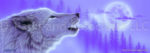 Wolf - White Breath 2