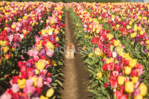 1110-Tulip Field with Pomeranian Dog-by AYALO