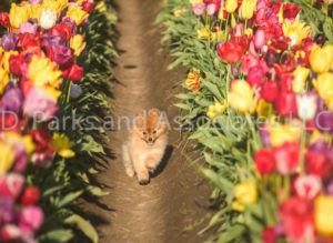 1111-Tulip Field with Pomeranian Dog-by AYALO