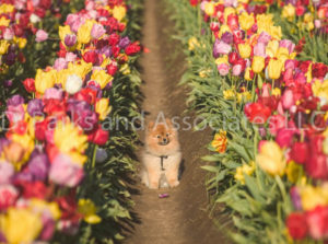 1112-Tulip Field with Pomeranian Dog-by AYALO