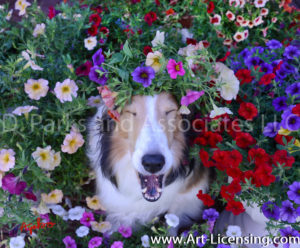 1147-Petunias on Yawn Bebe Sheltie dog-by AYAKO